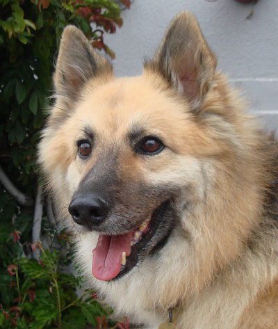 Keeshond german hot sale shepherd mix